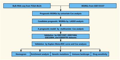 Advancing bladder cancer management: development of a prognostic model and personalized therapy